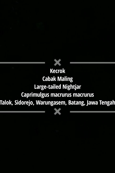 Suara Burung Cabak Maling di Alam Liarnya #cabak #nightjar #birdsound #batang #jawatengah #indonesia