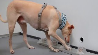 Can Dogs Sniff Out Coronavirus?