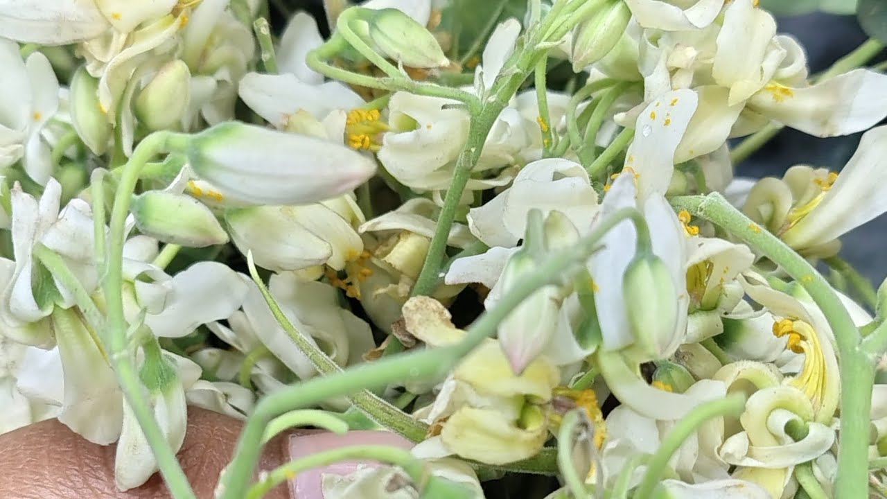 DRUMSTICK FLOWER recipe ekdam swadisht, saijan ke fool ki sabhi kaise banate hai