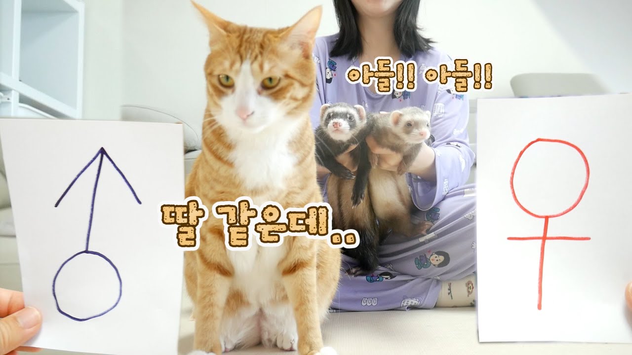 태아 성별을 미리 알 수 있다는 각종 미신(?)을 시도해봤습니다.