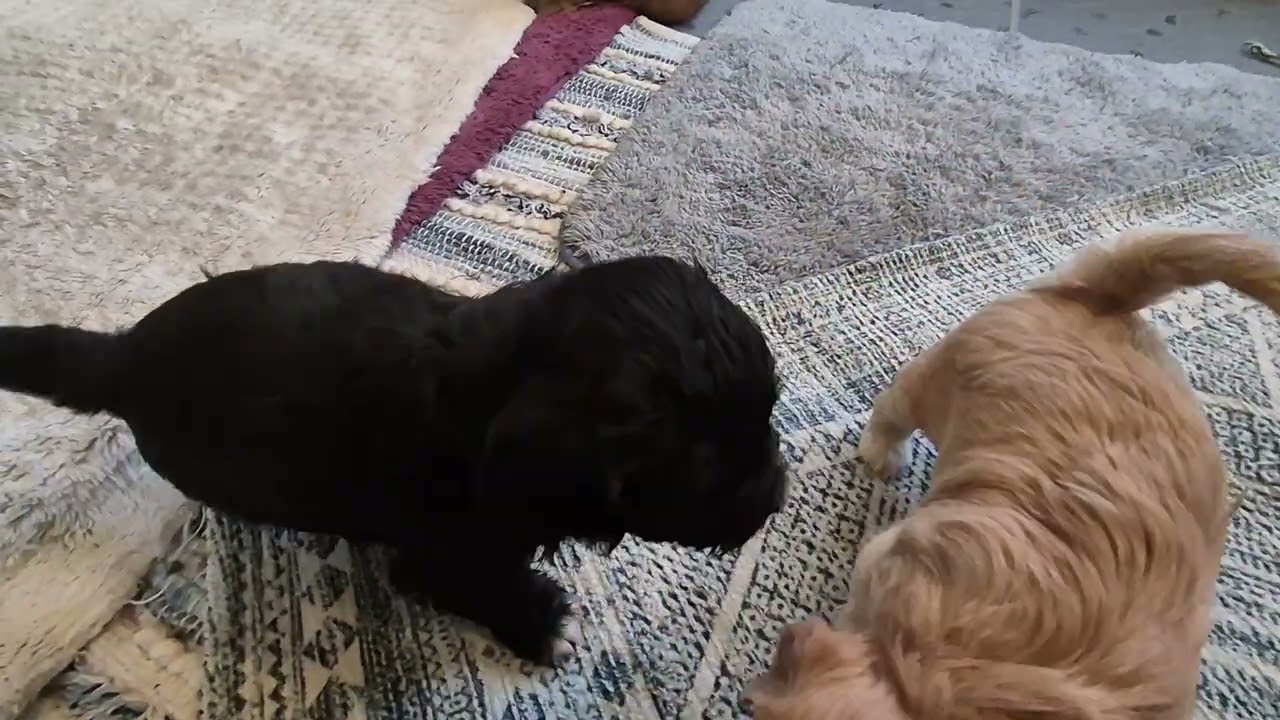 I Litter - 1 Day shy of 4 weeks