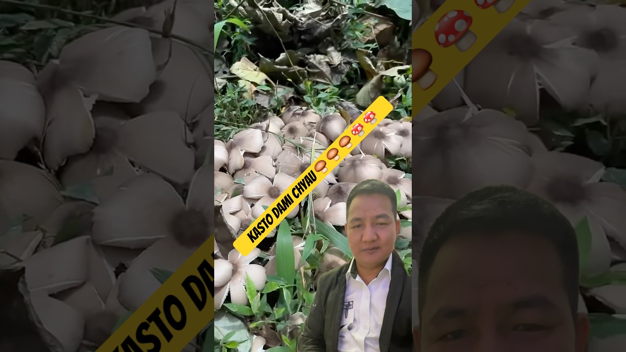 Chyau mushrooms 🍄‍🟫 