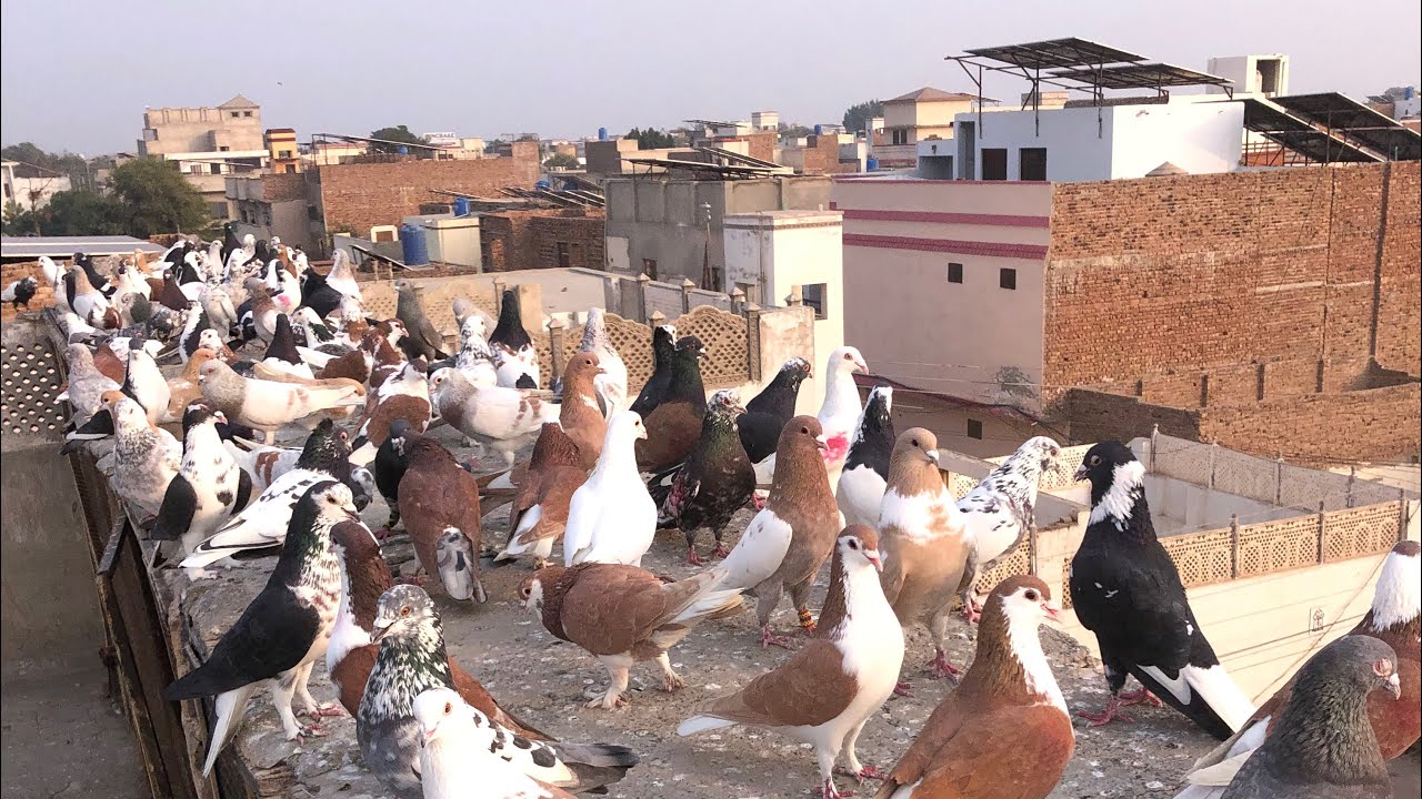 Kabootar bazi kro dil sy kro lambe ka Shoq chak kro 