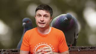 Scientists Just Figured Out How Pigeons Navigate the Planet and its Super Weird