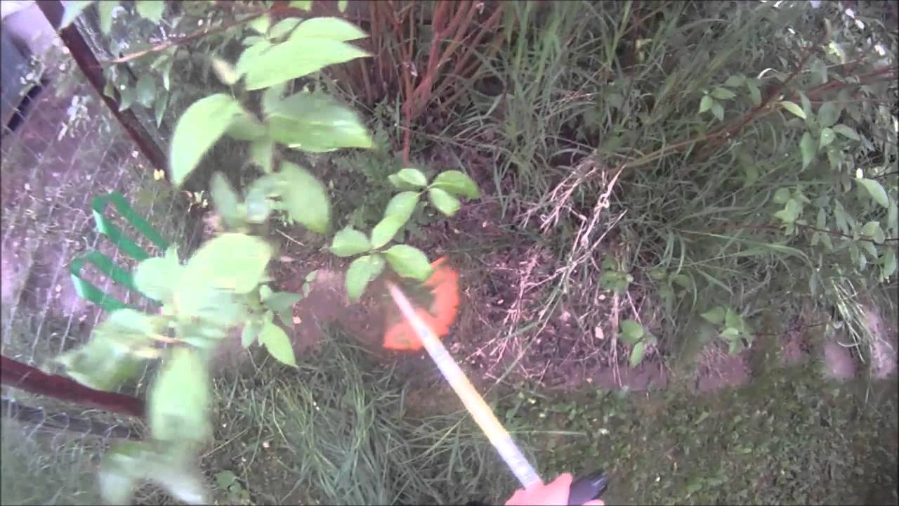 Stihl FS38 Weed Trimming GoPro POV