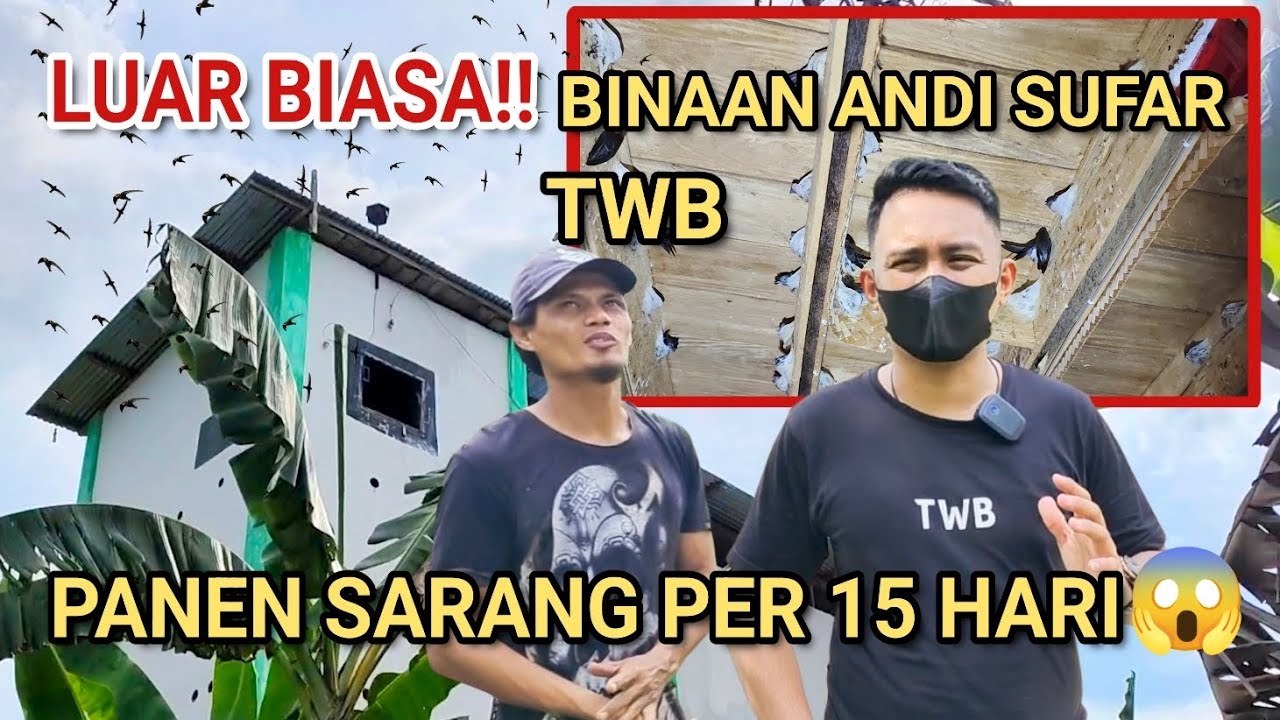 LUAR BIASA‼️BINAAN ANDI SUFAR TWB. PANEN SARANG PER-15 HARI😱