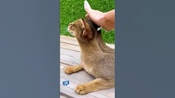 Потасовка чаузи Астрид и абиссинки Грейс 😾