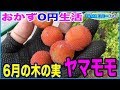 【おかず0円生活】山桃の実を採取して♪