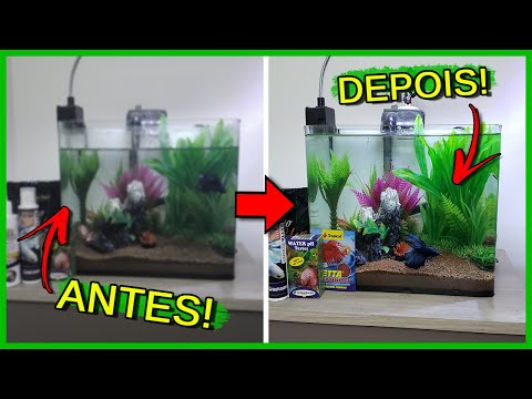 Vídeo: Como projetar um recreio de quintal para cães