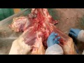 Arteries   pelvic limb  ruminant  veterinary