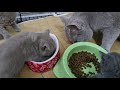 Bsh kitten trying their first solid food