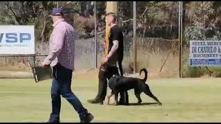2022Nov14  Rottweiler training  BH routine with Xeoder  this video shows BH pattern