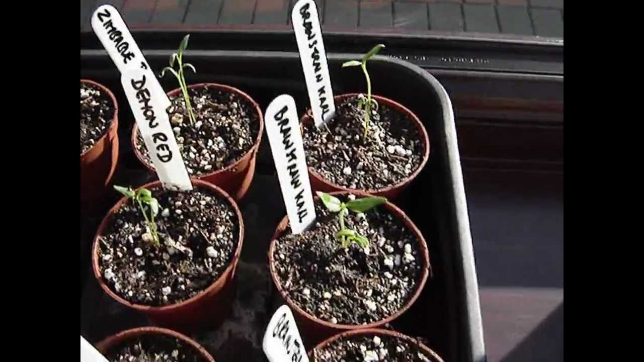 Potting On Small Chilli Seedlings YouTube