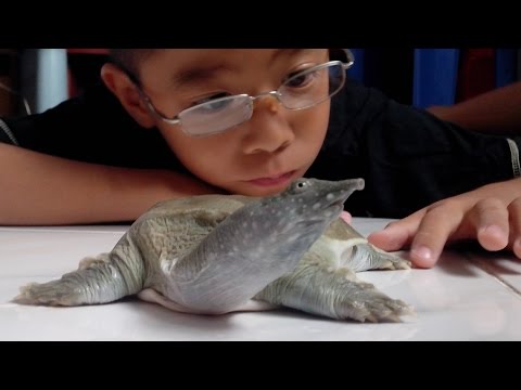 Video Baba - Thú cưng nuôi trong nhà (2 tuổi) - youtube