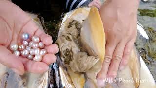 How to get pearls? Pearl-pickers look for shells, open mussels and take out green pearls