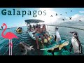 Romani, veniti in Galapagos! Uitati de Maldive si Dubai! Ce zi... 🌎