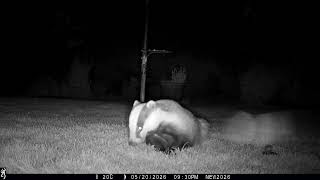 20th May 2026 Mabel the badger