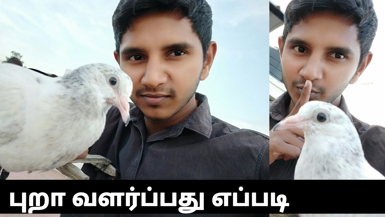 how to grow pigeon/types of pigeon/tamil/SS Vlogs YouTube