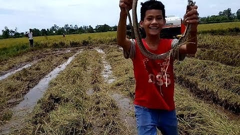 Theo máy gặt lúa bắt chuột đồng thật là thú vị/ catch the hamster amzing