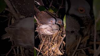 Dove Birds Breeding Progress 2026 🪺🕊️#birdifarm #birds #shorts #dove