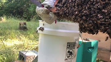 First Swarm in Swarm Trap