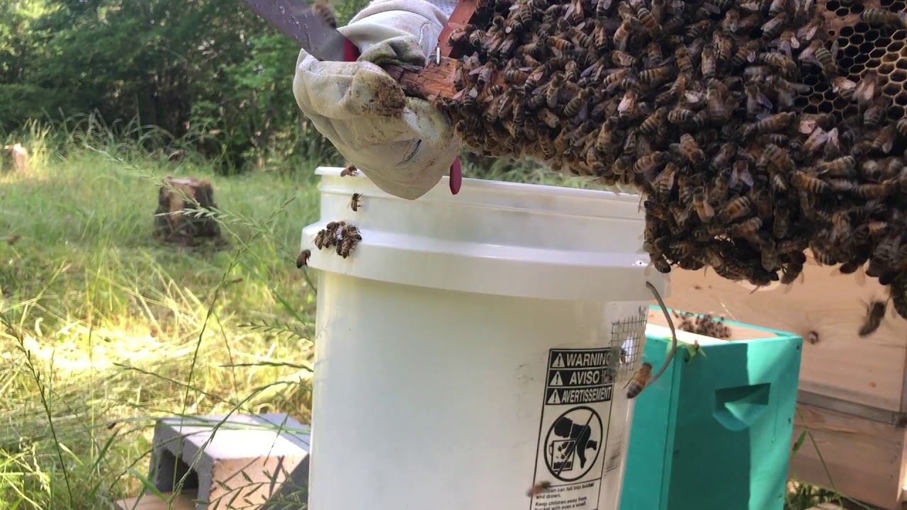 First Swarm in Swarm Trap