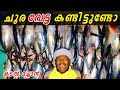 ഹോ ഇത്രേം കേരചൂര ഒരുമിച്ചു പിടിച്ചോ?? Giant Tuna Sea Fishing In Kerala