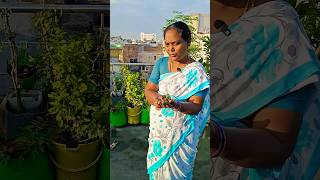 மிளகாய் #நாற்றுகள்#south #garden #organic #food #delhi #shorts #youtubeshorts