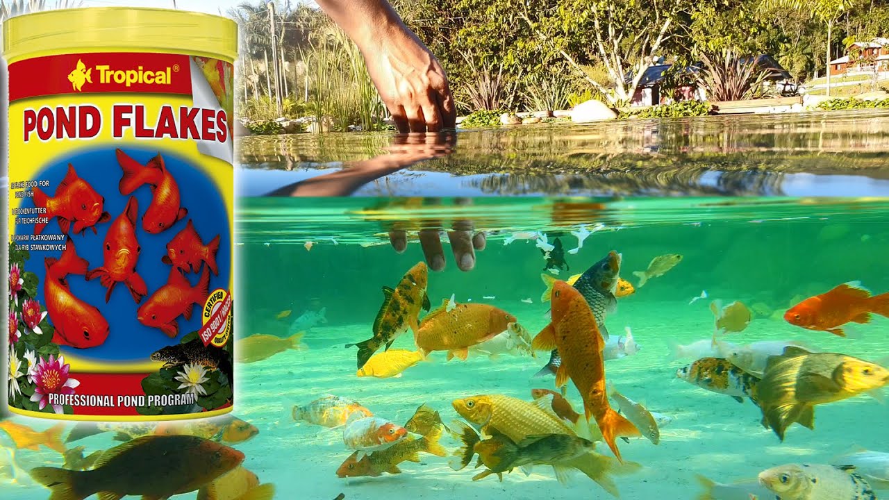 RAÇÃO EM FLOCOS PARA LAGOS – TROPICAL POND FLAKES