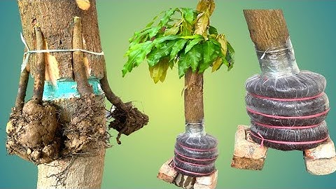How To Graft And Air layering Big Mango Tree