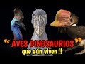 Aves dinosaurios vivientes  los ltimos dinosaurios vivos