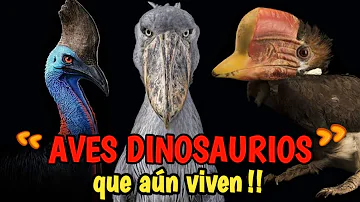 ¿Qué ave se parece más a los dinosaurios?