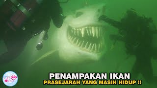 Download Lagu MAMPU BERTAHAN DARI KEPUNAHAN, 7 Ikan Prasejarah Yang Hidup Sampai Saat Ini MP3