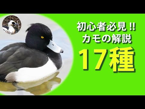 【解説】カモ17種！冬の水辺の野鳥観察が100倍楽しくなる、初心者向けカモ図鑑！