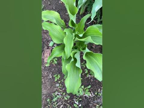 Hosta Monkey Business . Хоста манки бизнес. Сад хост в Бийске. Hosta ...
