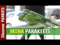 Monk Parakeets in Brussels | Discover PARROTS