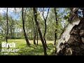 🍃 🐦 Birdsong at Birch Woodland (6 Hours) – Nature Sounds & Birdsong - Instantly Sleep