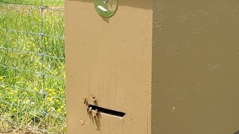 FREE BEES!  Part 1 - First Three Swarms Caught in our Layens Swarm Traps