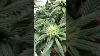 Week 3 flower indoor real gorilla seeds