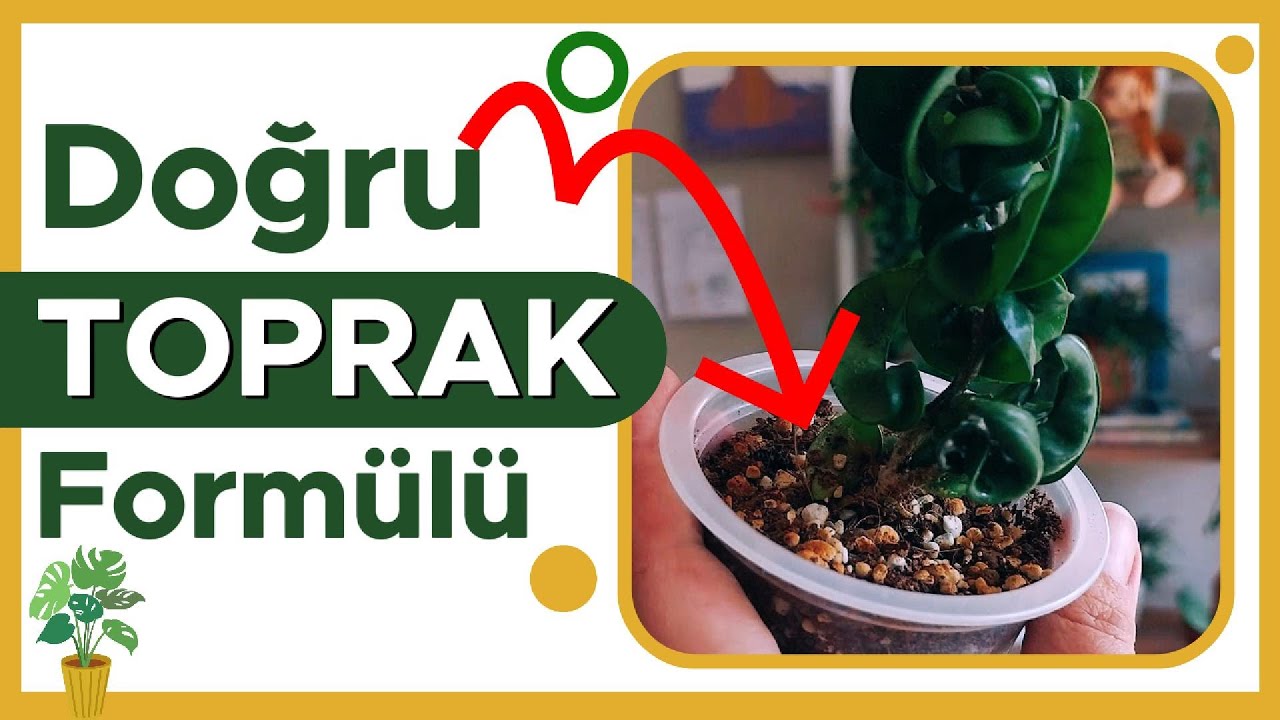 Bitkiler İçin Her Eve Uygun ‘En İyi’ Toprak Karışımı Yok | Neden?