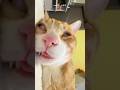 funfact kucing yang harus kamu tau!! #kucing #cat #kucinglucu #catvideos #catlovers #funfacts