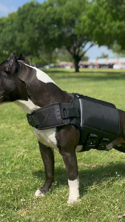 XDOG VEST makes exercising easy and effective! #pitbull #americanbully #dogtraining #xdog