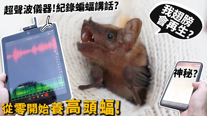 【從零開始養】高頭蝠!超聲波儀器紀錄蝙蝠講話?蝙蝠翅膀會再生?【許伯簡芝】 - 天天要聞