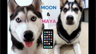 MOON FACETIMES MAYA! Huskies fall in love!