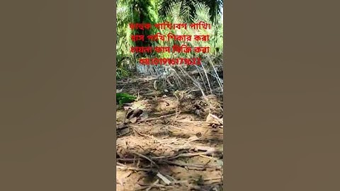 how to make waterhen dahuk bird trap hunting.ruak ruak bird trap catching.kora bird trap hunting