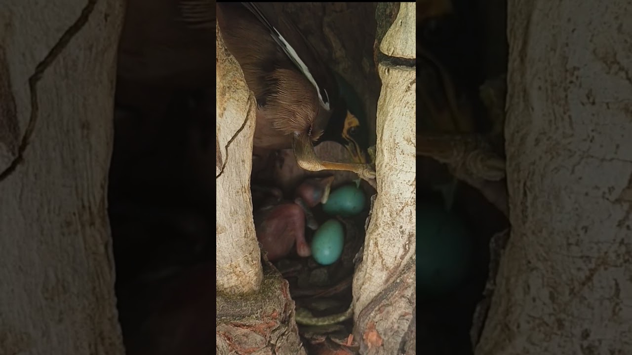 myna baby and eggs