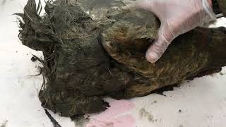 Pleistocene wolf