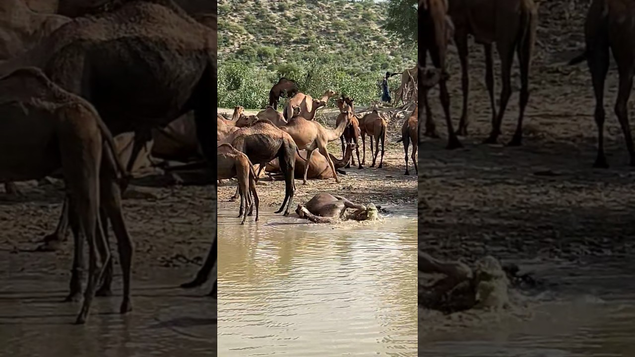 "Camel Taking a Cool Bath in the Water