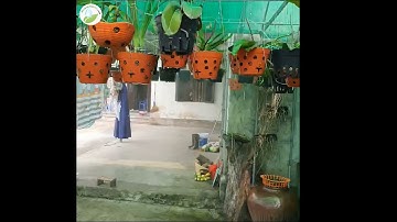 Video Review về bộ phun sương béc 4 hướng cho tưới lan, tưới cây.