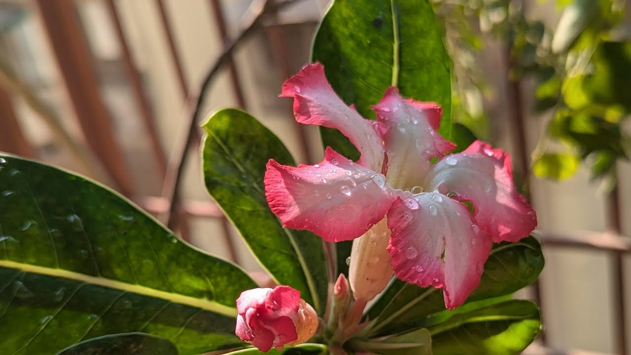 Anjana's Spices is live